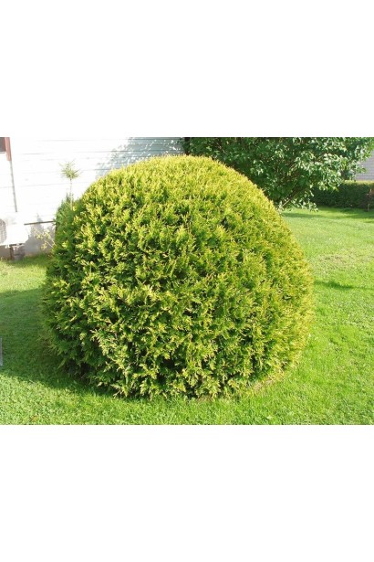 Туя західна Брабант Топіар Куля купити